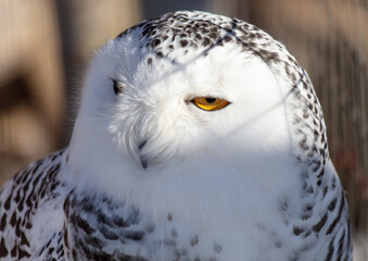 Wall Mural - Portrait of an owl in a zoo. Close-up