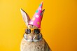 Rabbit in party hat New year birthday Christmas holidays celebration for card poster cover background