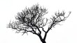 Dried tree on isolate white background