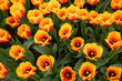 Flowerbed with the bicolor tulip 'Beauty of Apeldoorn'. Red-orange flowers, rounded petals. View from above