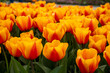 Flowerbed with the bicolor tulip 'Beauty of Apeldoorn'. Red-orange flowers, rounded petals. View from the side