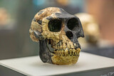 Fototapeta Miasto - Ardipithecus ramidus is a species of australopithecine from the Afar region of Early Pliocene Ethiopia 4.4 million years ago 