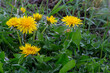 Taraxacum officinale. Dandelion, Bitter Chicory. Plant with yellow flowers among the grass.