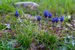 Muscari neglectum. Nazarenes, plants with their dark blue inflorescences. Grape-hyacinth.