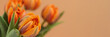 Close up photo of tulip flowers with macro detail. Beautiful orange flower with water drops on petals on beige background. Banner greeting card for Mothers day with copy space