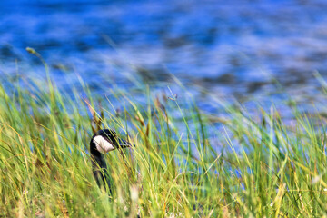 Canvas Print - Canada goose head in high grass by a lake