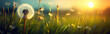 Dandelion Meadow Sunset Header