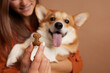 © st.kolesnikov - dog food in the shape of a bone close-up in the hand of a girl with a corgi dog, happy dogs concept