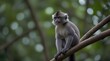Wild Dusky Leaf Monkey in south of Thailand .Generative AI