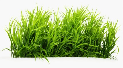 green grass isolated on white background