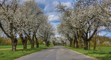Fototapeta Dmuchawce - Spring landscape with blooming cherry trees on the roadside and a road in the foreground