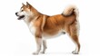 Akita dog on white background