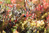 Fototapeta Uliczki - Blueberry bush with ripe berries close up