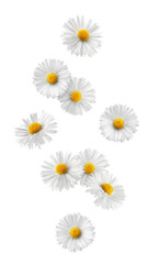 Wall Mural - falling chamomile isolated on white background, full depth of field