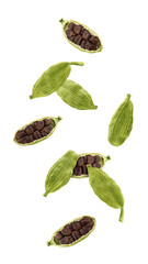 Wall Mural - Falling Cardamom isolated on white background, full depth of field