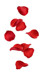 Wall Mural - falling rose petal, isolated on white background, full depth of field