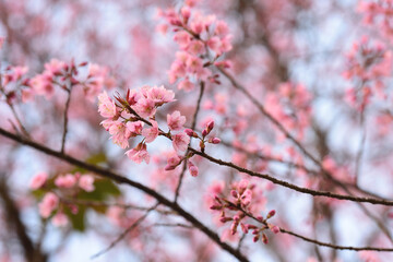 Wall Mural - Phaya suae flower or sakura flower in Thailand