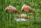 Fototapeta Miasto - Chilean Flamingo Birds Sleeping