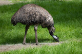 Fototapeta Miasto - Emu Bird Grazing In Meadow