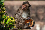 Fototapeta Miasto - Wet Crab-eating Macaque With Coconut Shell