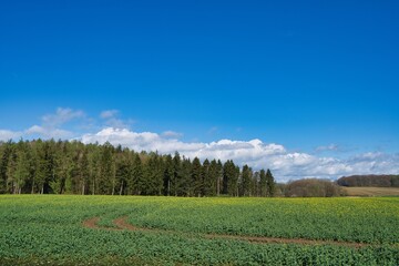 Wall Mural - Schleswig-Holstein Frühling Natur