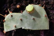 kaktus opuncja macrorhiza opuntia