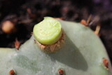 Fototapeta Kuchnia - kaktus opuncja macrorhiza opuntia