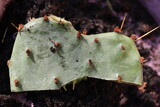 Fototapeta Kuchnia - kaktus opuncja macrorhiza opuntia
