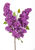 Fototapeta Pomosty - Purple lilac flowers isolated on white background. Studio shot.