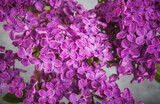 Fototapeta Miasto - lilac flowers on grunge background, retro toned image