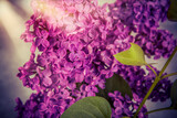Fototapeta Miasto - lilac flowers on grunge background, retro toned image
