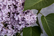 Lilac flowers in the shape of a heart on dark background