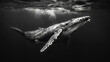 majestic humpback whale breaching the surface of an ocean, high contrast portrait, black and white