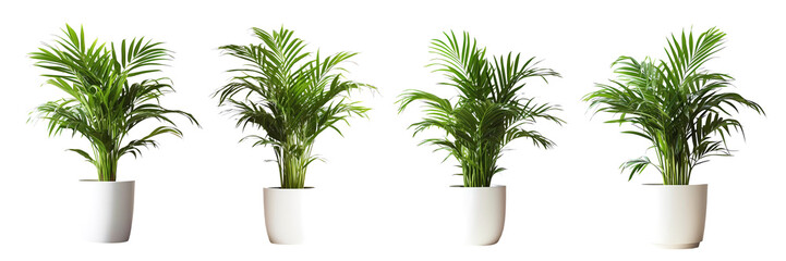 Collection of areca houseplant on transparent background. Generative ai design art.
