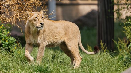 Female lion standing on grassy ground and looking side