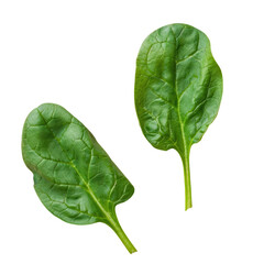 Wall Mural - Two green leaves of spinach on a Transparent Background