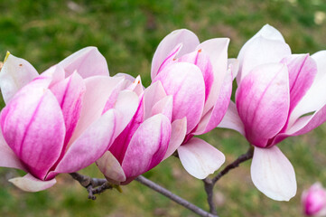 beautiful spring magnolia flowers