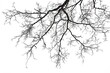 Silhouette of leafless tree branches against cloudy white sky in winter.