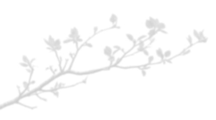 realistic tree branches shadow overlay blur isolated on transparent backgrounds 3d render png file