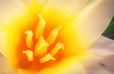 Sticker - Extreme macro picture of Dwarfed white and yellow tulip flower. Closeup view of colorful Tulipa binutans flower with tender petals growing in nature. Abstract floral background.