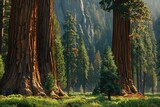 Fototapeta  - Tall Forest of Giant Sequoias in National Park - A Majestic Redwood Landscape
