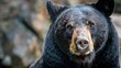 Wild Black Bear Face. Close-up portrait of brown/black bear with fierce expression staring at camera in natural habitat
