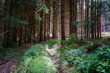 A beautiful natural pine forest in Germany.