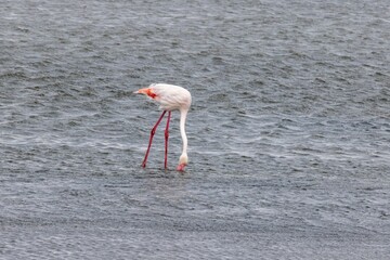 Wall Mural - Picture of a flamingo standing in shallow water near Walvis Bay in Namibia