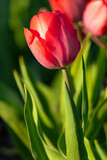 Fototapeta  - Beautifully blooming tulip in the garden.