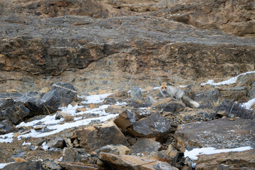 Wall Mural - red fox - vulpes vulpes, beautiful popular carnivores from worldwide forests and mountains, spiti va