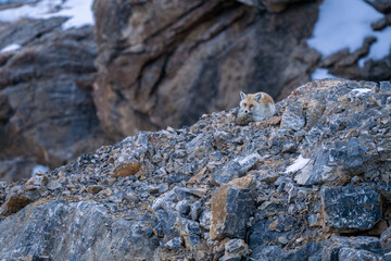 Wall Mural - red fox - vulpes vulpes, beautiful popular carnivores from worldwide forests and mountains, spiti va