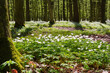 White anemone flowers in spring forest. Glade of anemone nemorosa flowers