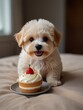 cute dog maltipoo with a cake