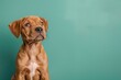 Crossbreed puppy sitting on green background